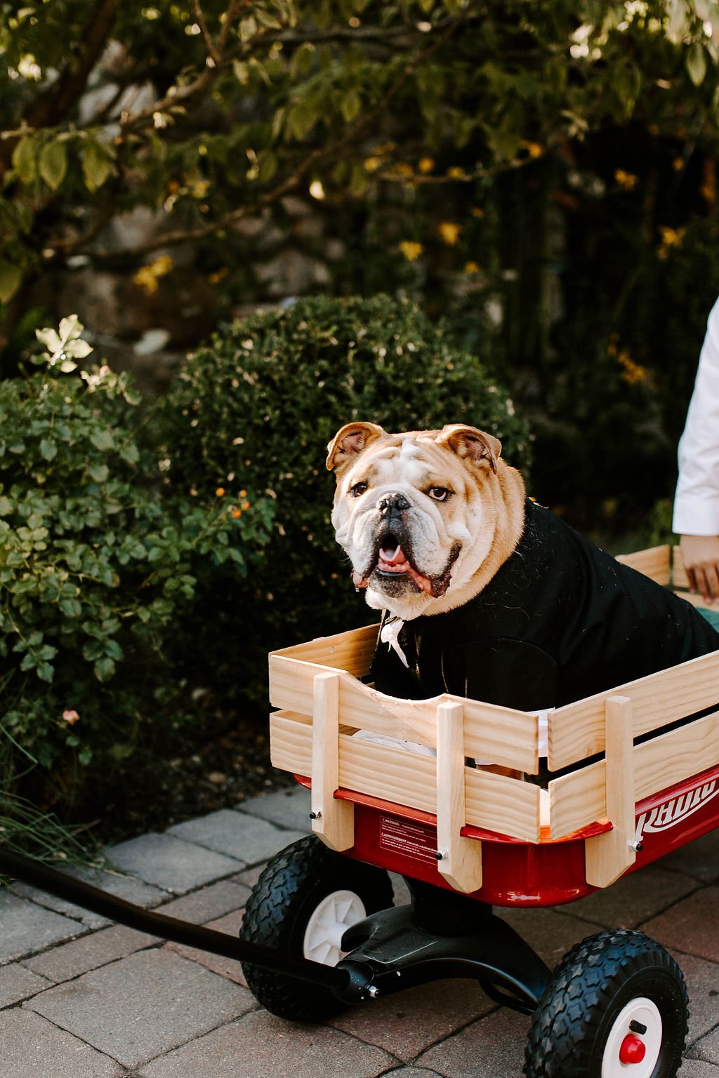 French bulldog in a suite getting pushed down wedding aisle in a wooden cart