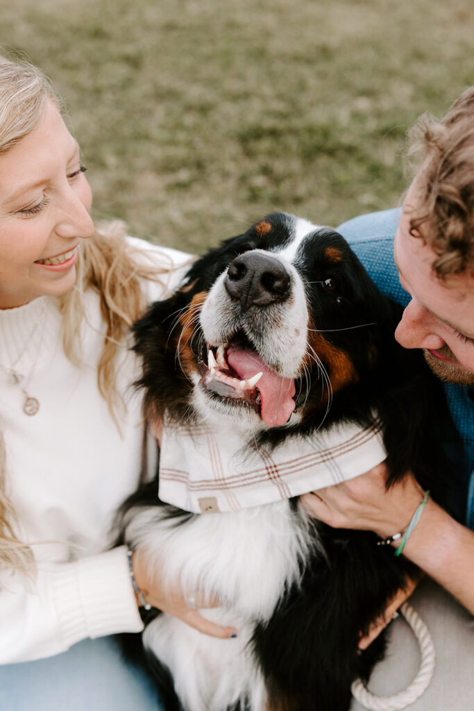 noosa the bernese mountain dog